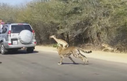 Убегая от гепарда, антилопа нашла спасение в машине туристов. ВИДЕО