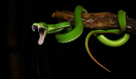 Ученые нашли универсальное противоядие от укусов змеи