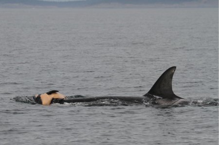 Ученые: Дельфины и киты переживают смерть своих собратьев, как люди