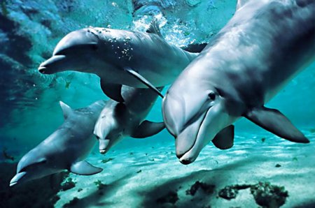 Ученые: Дельфины и киты переживают смерть своих собратьев, как люди