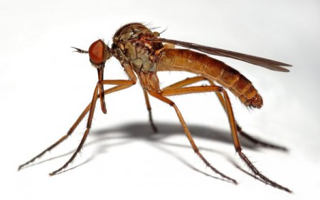 Учёные: Комары предпочитают определенные типы людей