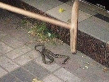 В Мелитопольском кафе змея упала с дерева под ноги посетителей
