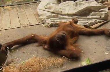 В зоопарке Австралии обезьяна исполнила зажигательный брейк-данс. ВИДЕО