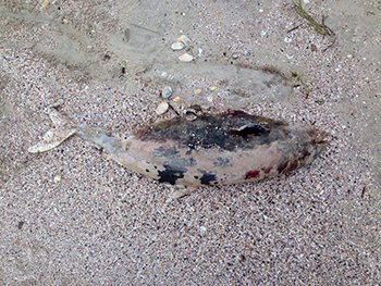 В Кирилловке на берег выбросило мертвого дельфина