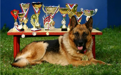 В Кривом Роге состоится выставка собак со всей страны
