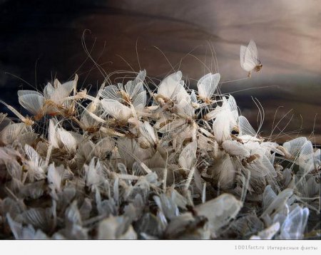 В Польше насекомые-однодневки заполонили мост. ВИДЕО