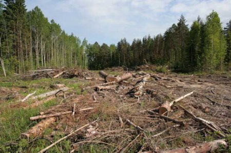 Деревья рубят и заливают ядом - на Киевщине бизнес-структура главы сельсовета уничтожает лес