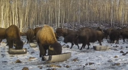 В Канаде живет стадо бизонов, которые понимают украинский язык. ВИДЕО