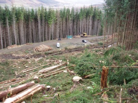 Пограничники уничтожают лес, прикрываясь обустройством границы