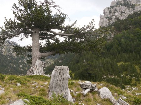 Учёные отыскали самое старое дерево в Европе