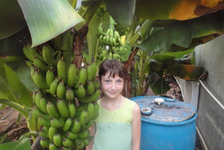 В Херсоне зацветут бананы