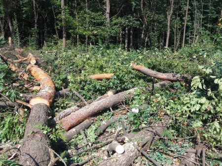 Для строительства заправки ОККО, лесорубы уничтожили Заповедное урочище Бычок