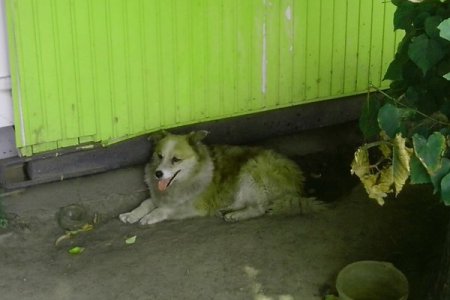 В Черкассах собака контролирует соблюдение ПДД водителями и пешеходами