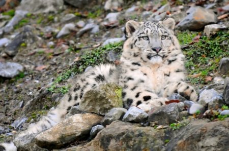 В зоопарке Николаева отравили самца снежного барса