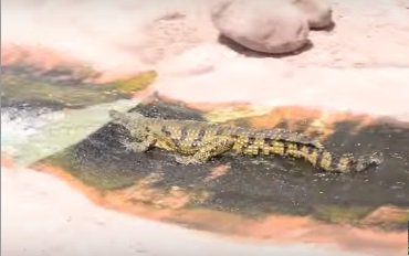 В зоопарке крокодилы катаются на горке: видео