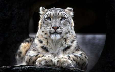 За информацию об убийце снежного барса в зоопарке Николаева заплатят 25 000 грн