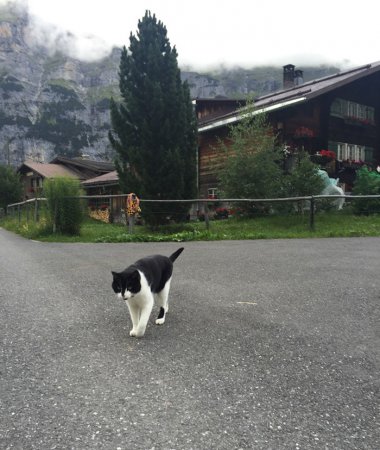 В горах Швейцарии кошка спасает заблудившихся путешественников