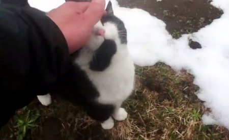 В горах Швейцарии кошка спасает заблудившихся путешественников