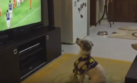 В Турции пес-футбольный фанат стал звездой интернета. ВИДЕО 