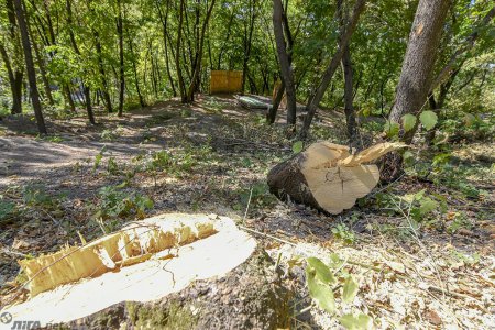 В Киеве, в районе Пейзажной аллеи незаконным образом вырубили 160 деревьев