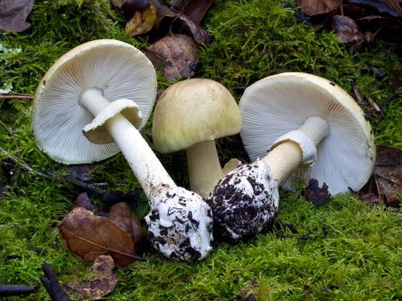 В Черниговской области от отравления грибами умерла целая семья. Будьте осторожны!
