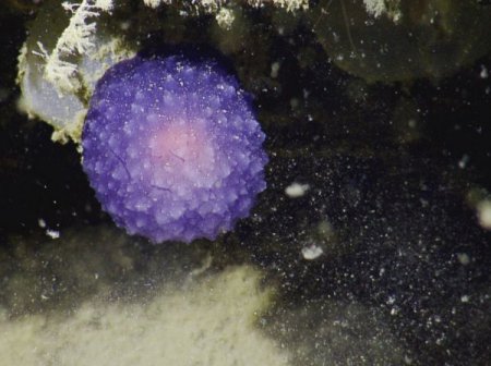 На дне океана обнаружена новая форма жизни в виде фиолетового шара. ВИДЕО