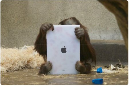 Видео-хит: обезьяна учит своего детеныша пользоваться электронным планшетом