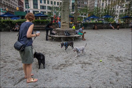 Реалии Нью-Йорка: мало детей, много собак. ФОТО