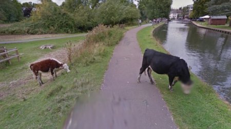 Google "перестарался": на морду коровы попал эффект размытия лица. ФОТО