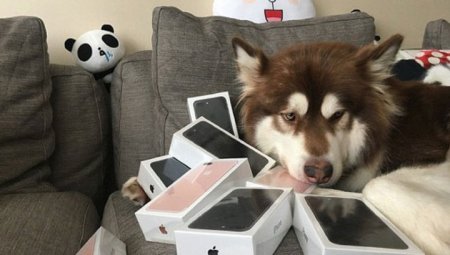 Собака сына китайского миллиардера стала "счастливой обладательницей" восьми новых айфонов