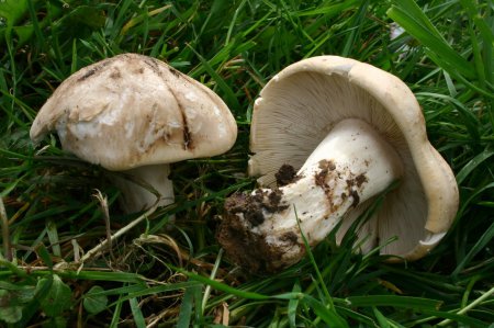 Родители Плотницкого умерли от отравления грибами
