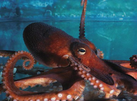 Спасаясь от рыбаков, этот осьминог сделал невозможное: видео
