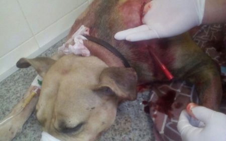 В Запорожье мужчина зарезал соседского пса и выпил его кровь