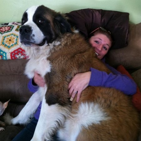 Собаки-гиганты: размер не имеет значения. ФОТО