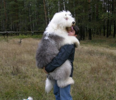 Собаки-гиганты: размер не имеет значения. ФОТО
