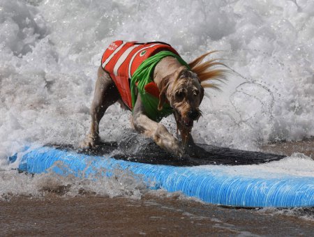 В США прошли соревнования по собачьему серфингу. ФОТО