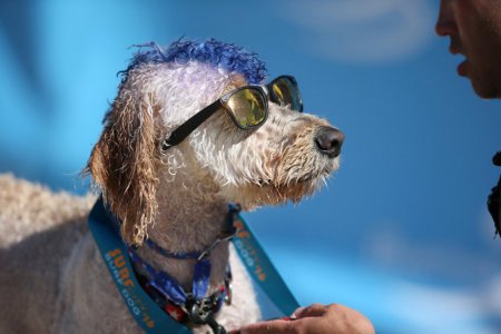 В США прошли соревнования по собачьему серфингу. ФОТО