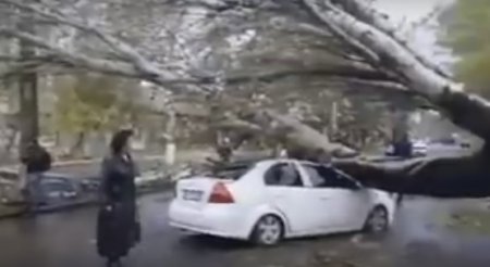 В Одессе дерево рухнуло на проезжающий мимо автомобиль. ВИДЕО