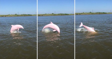 Американец обнаружил в озере редкого дельфина-альбиноса. ФОТО