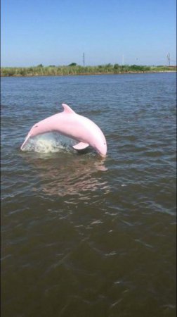 Американец обнаружил в озере редкого дельфина-альбиноса. ФОТО
