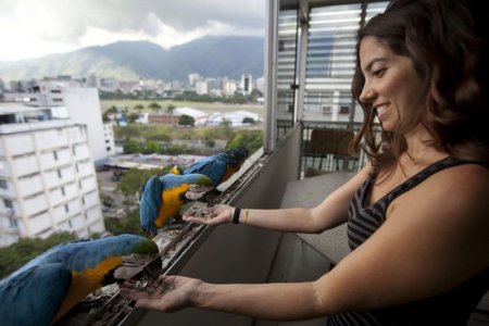 Венесуэла: вместо воробьёв и голубей — попугаи ара. ФОТО