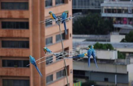 Венесуэла: вместо воробьёв и голубей — попугаи ара. ФОТО