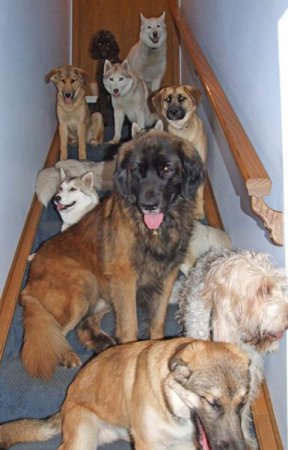 Семейная пара из Канады поселила в своем доме 46 бездомных собак. ФОТО