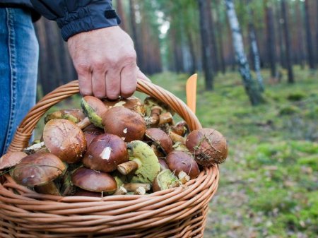 В Черновецкой области ищут семью грибников, которые не вернулись из леса