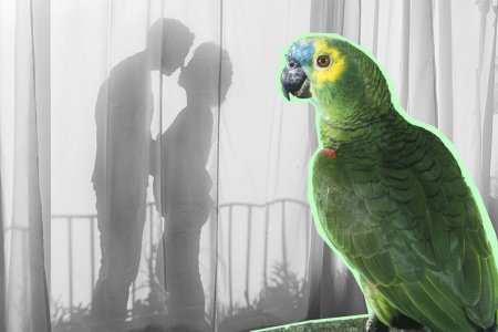 В Кувейте попугай раскрыл женщине все тайны ее мужа
