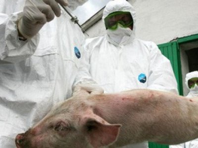 Африканская чуму свиней обнаружили вблизи Донецкой области
