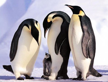 Ученые NASA привлекают детективов для исследования пингвинов в Антарктике
