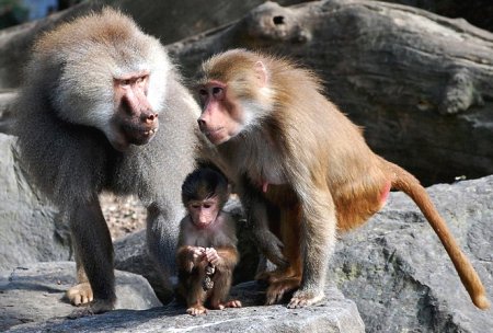 Приматам в сафари-парке на Арабатской стрелке начали давать чеснок