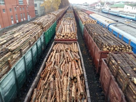 Из Ивано-Франковска в Румынию ежедневно отправляются 5-6 вагонов леса. ФОТО