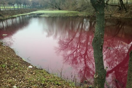 В Сумах вода в одном из озер стала ярко-розового цвета